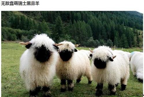 小羊吃瓜黑料,揭秘娱乐圈黑料背后的真相